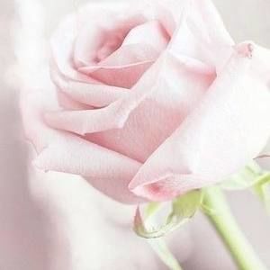 Meet your Posher, Araceli